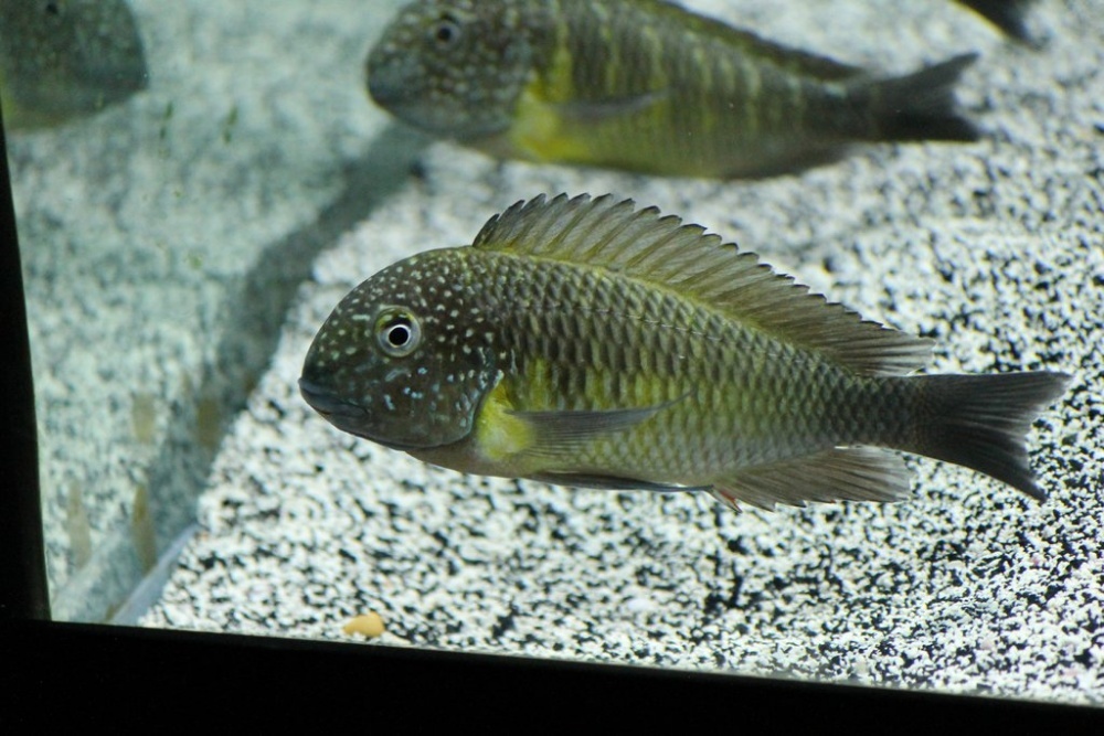 Tropheus Murago Congo Lusingu 5-6cm Gdańsk wysyłka