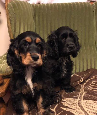 Cocker Spaniel Angielski