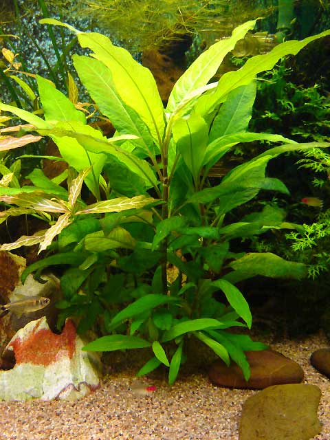 HYGROPHILA CORYMBOSA orzech wodny KOSZYK XXL EKH