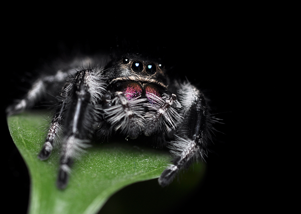 Phidippus regius pająk SKAKUN królewski L2/L3