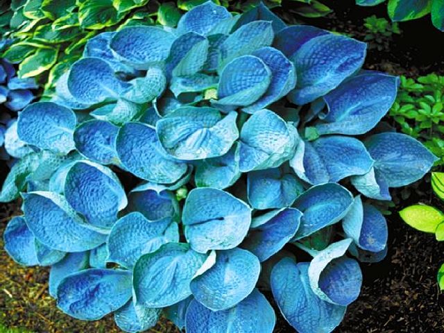 HOSTA - FUNKIA BLUE ANGEL 1 szt #OKAZJA# *B