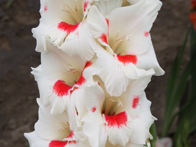 GLADIOLUS MIECZYK BIAŁY Z CZERWONĄ PLAMKĄ 15 SZT.