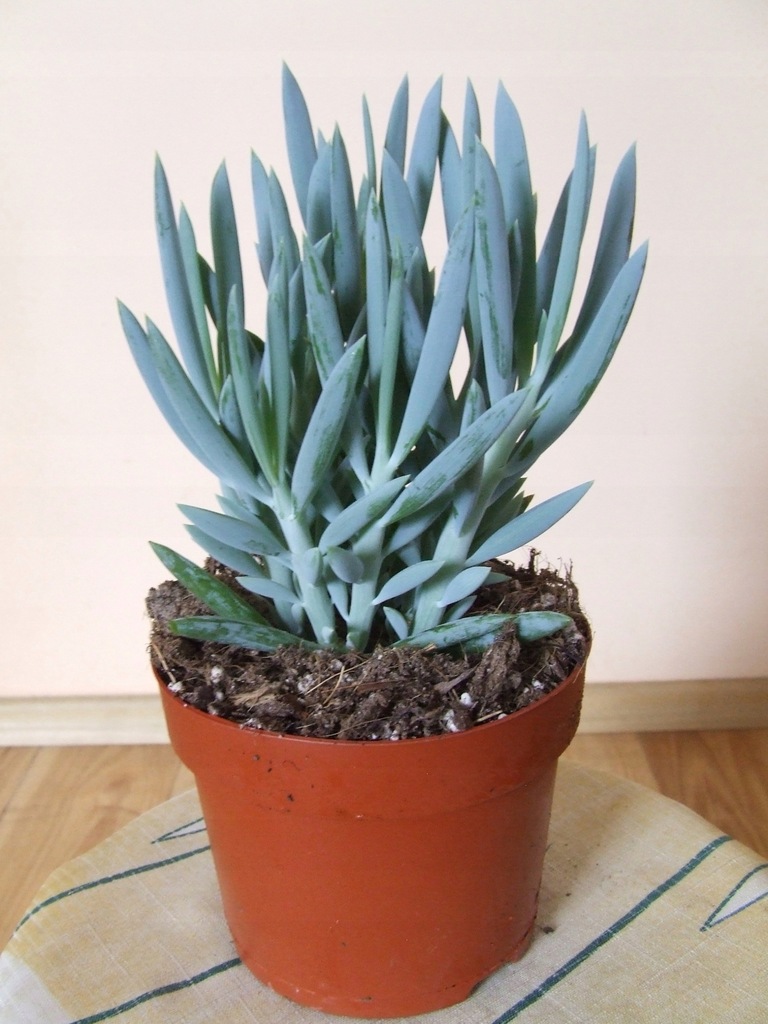 CURIO FICOIDES 'Mount Everest' SENECIO