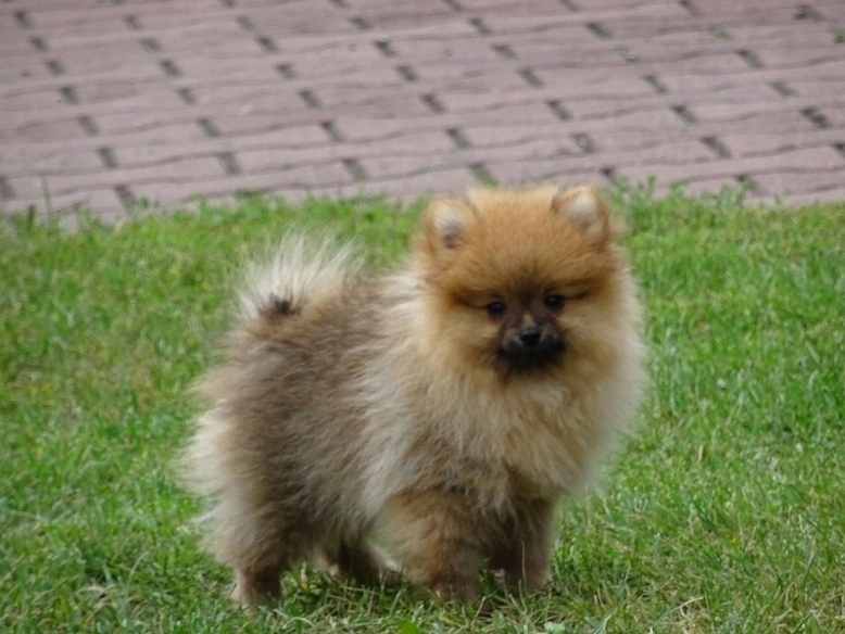 Szpic Miniaturowy Pomeranian Boo 7506843019 Oficjalne Archiwum Allegro