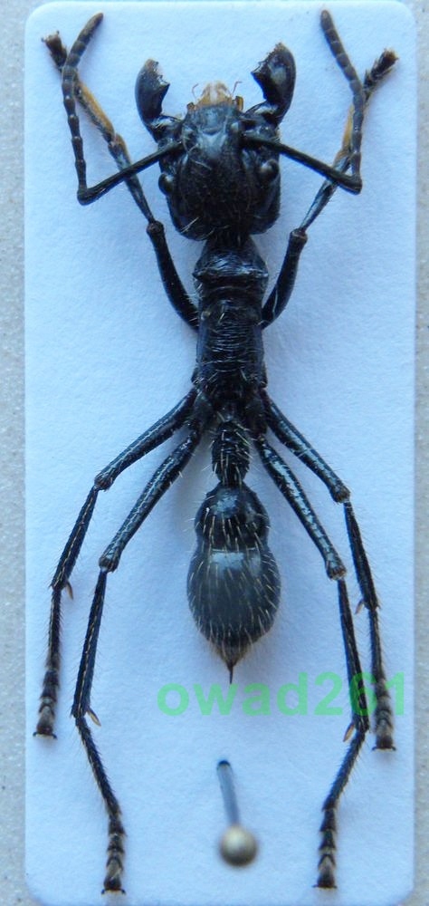 Paraponera clavata Mrówka pociskowa Peru3