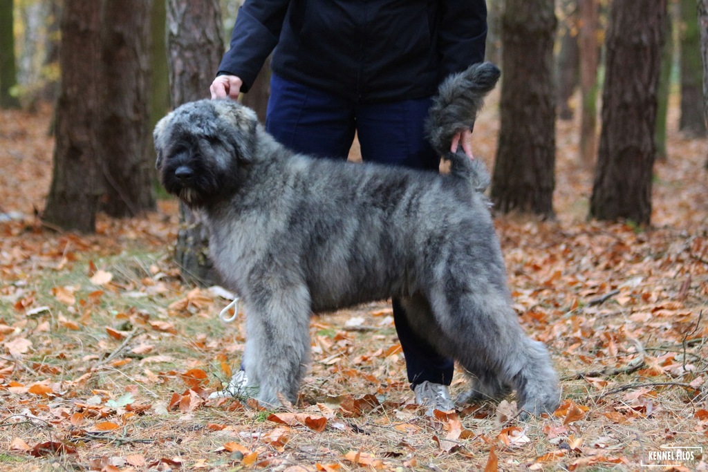 Bouvier Des Flandres Rodowod Zkwp Fci 7665524638 Oficjalne Archiwum Allegro