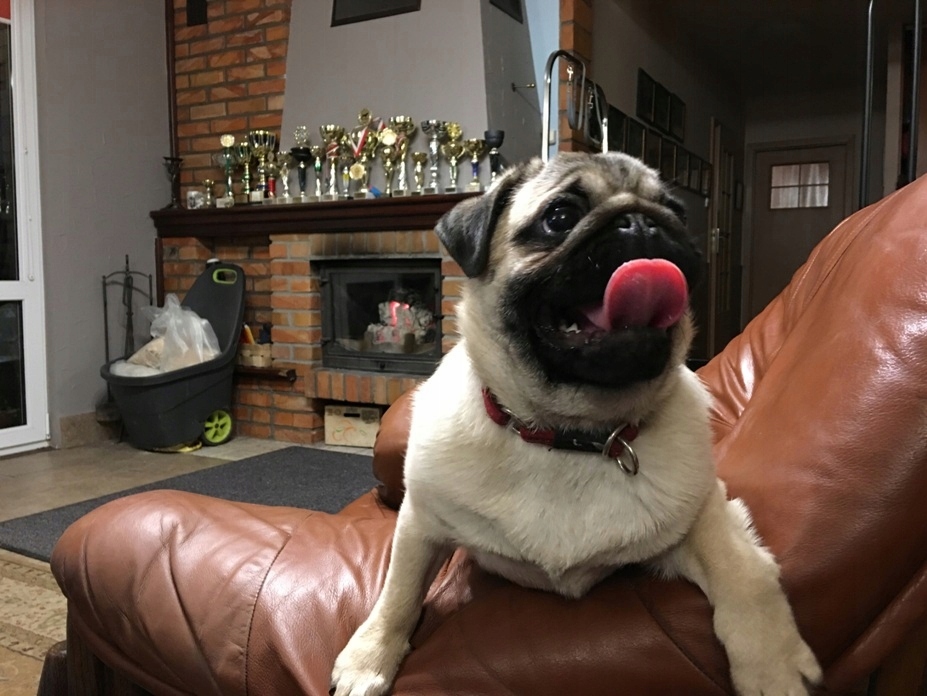 Mops Mopsy Po Champ. Znakomity Rod. FCI ZKwP Wawa 7494043610