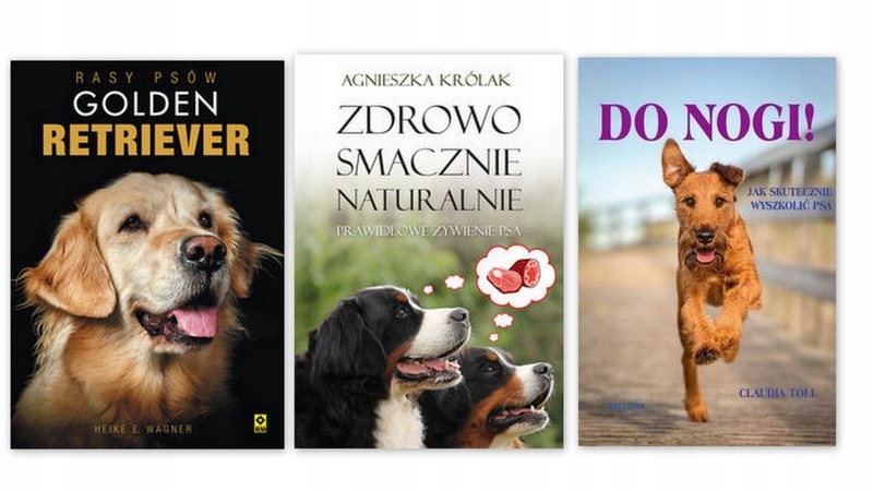 Golden retriever + Do NOGI szkolenie + Żywienie