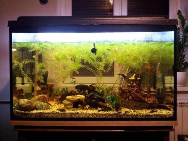 Akwariumy – 300l. – 126l. – 54l. + dodatki !!!
