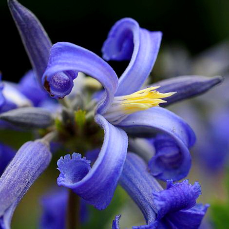 Hiacyntowy powojnik New Love Clematis bylinowy