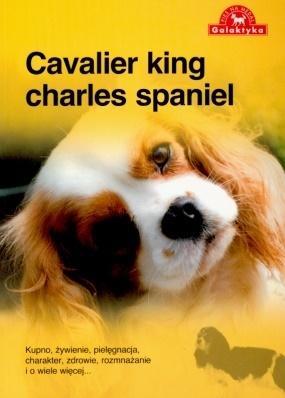 PIES NA MEDAL. CAVALIER KING CHARLES SPANIEL