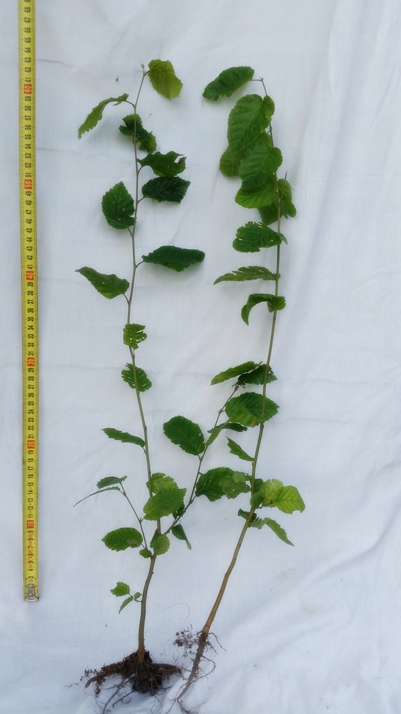 GRAB sadzonki na żywopłot 70-120 cm 100 szt/100 zł