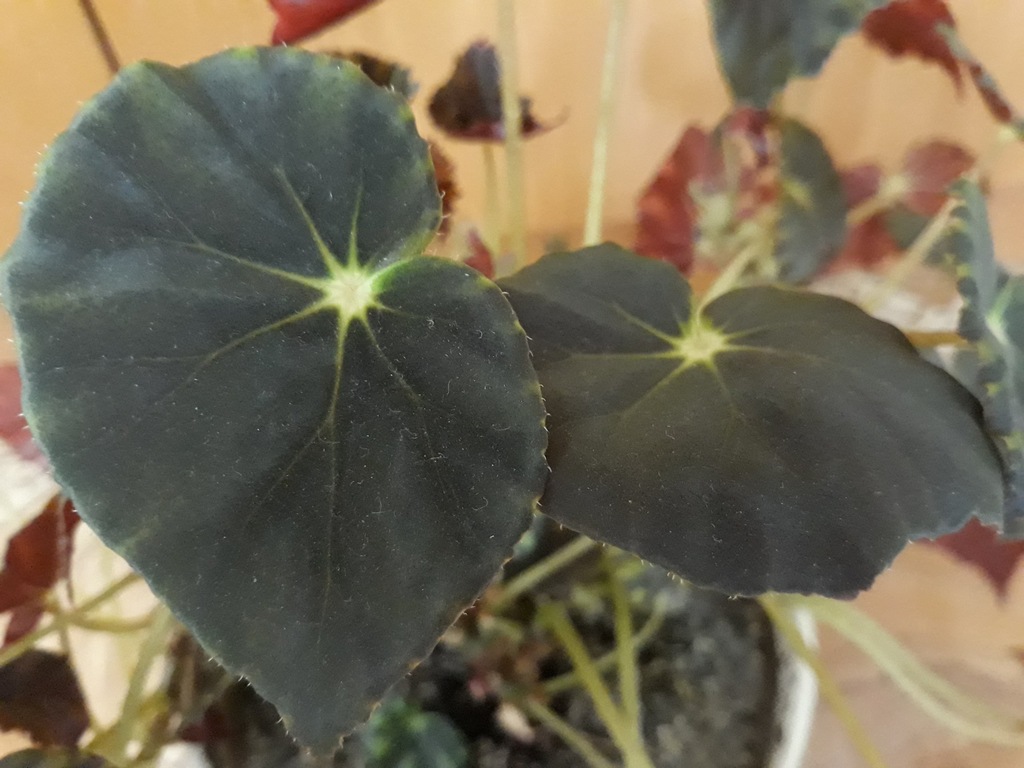 Begonia mazae nigricans szczepki