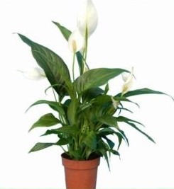 Skrzydłokwiat- DUŻE LIŚCIE _60cm ZDROWE SADZONKI