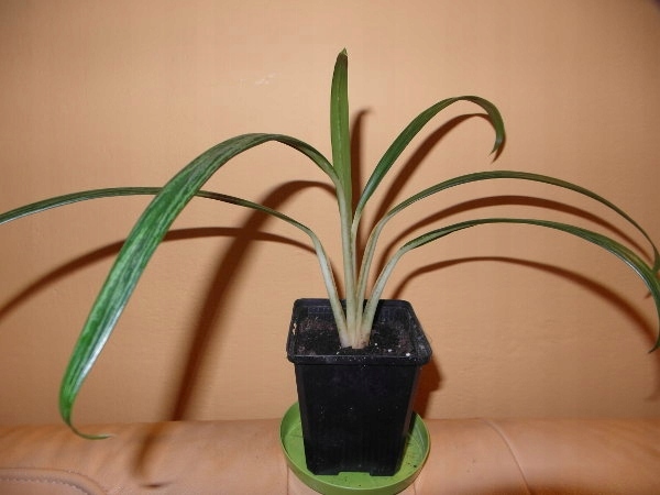 Aglaonema philippinense var stenophyllum