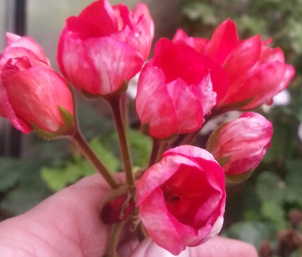 Pelargonia Tulipanowa Conny PĄCZKI
