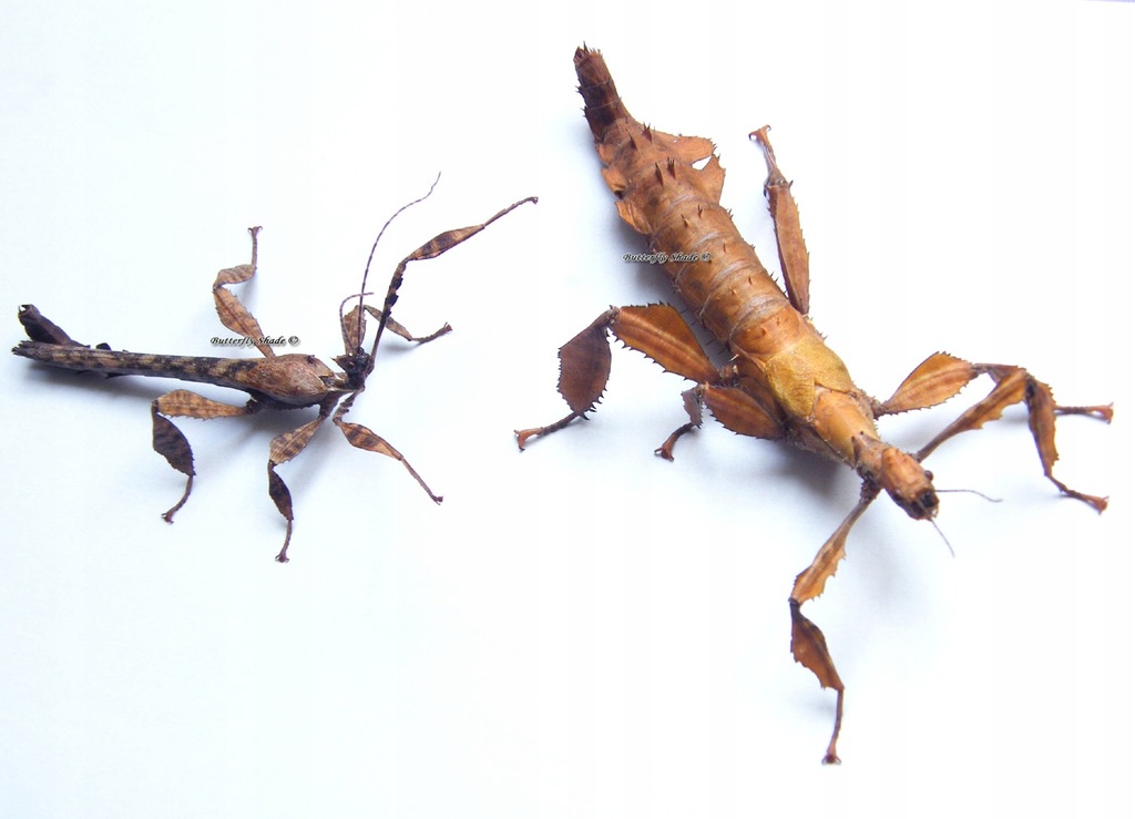 Extatosoma tiaratum, straszyk australijski L1-2