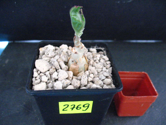 Kaktusy Cissus juttae nr2769 don 7x7cm