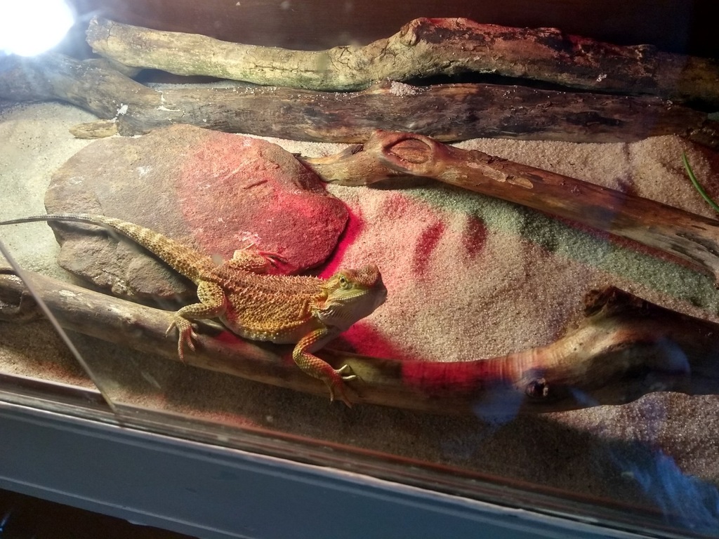 Agama Brodata Karłowata* + Terrarium