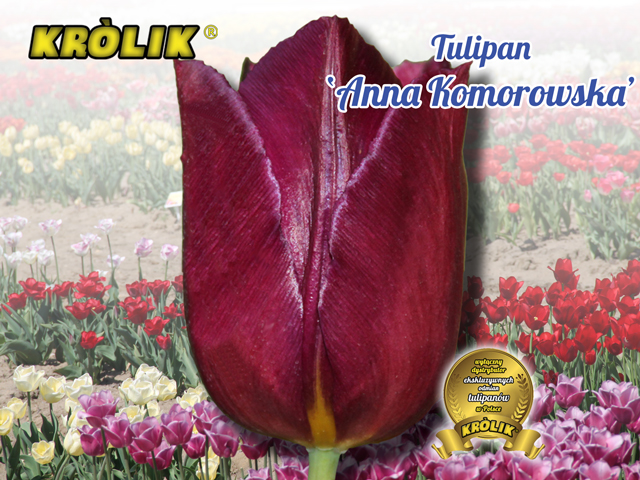 TULIPAN ANNA KOMOROWSKA 5 SZT.#ELITARNY# + GRATIS