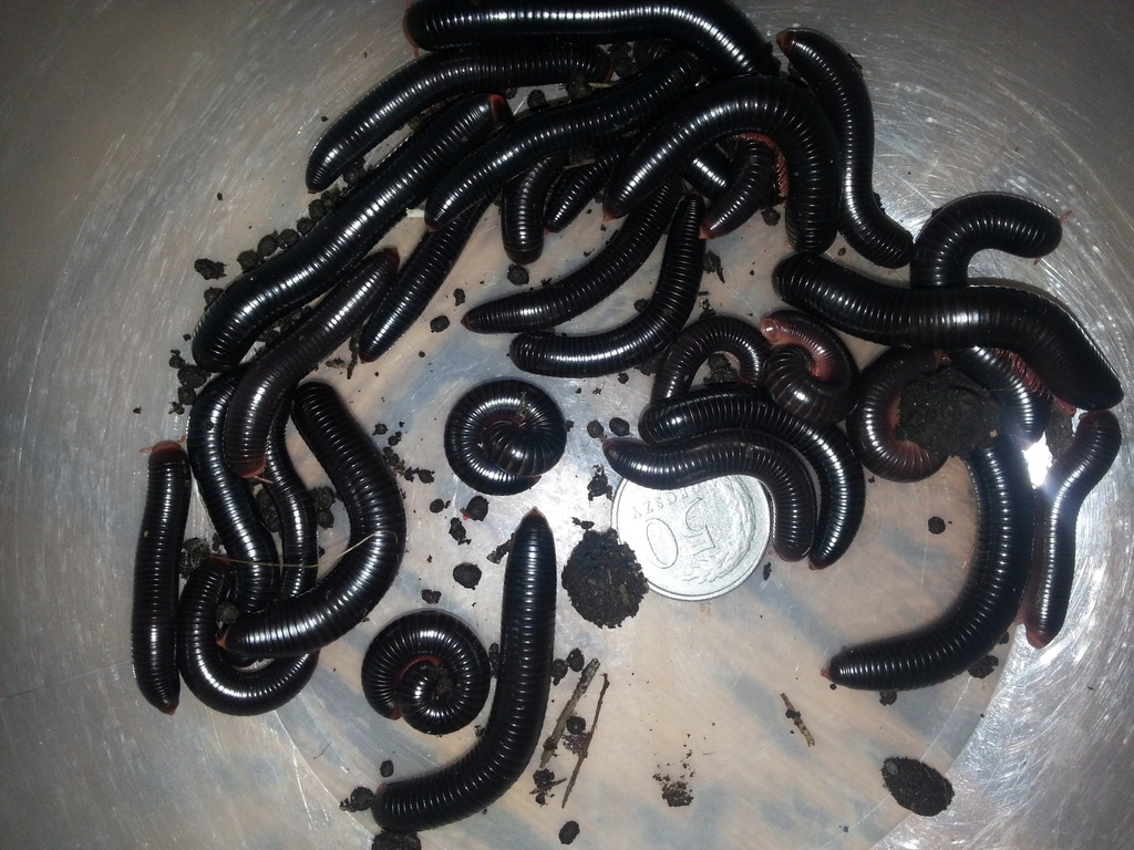 krocionogi WIJE mix 3 gatunki - 9szt