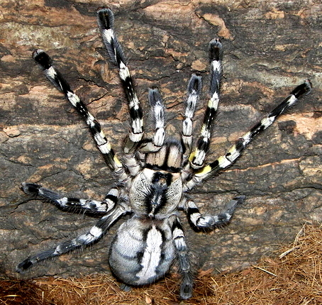 Poecilotheria regalis L5, pająk,ptasznik,tarantula