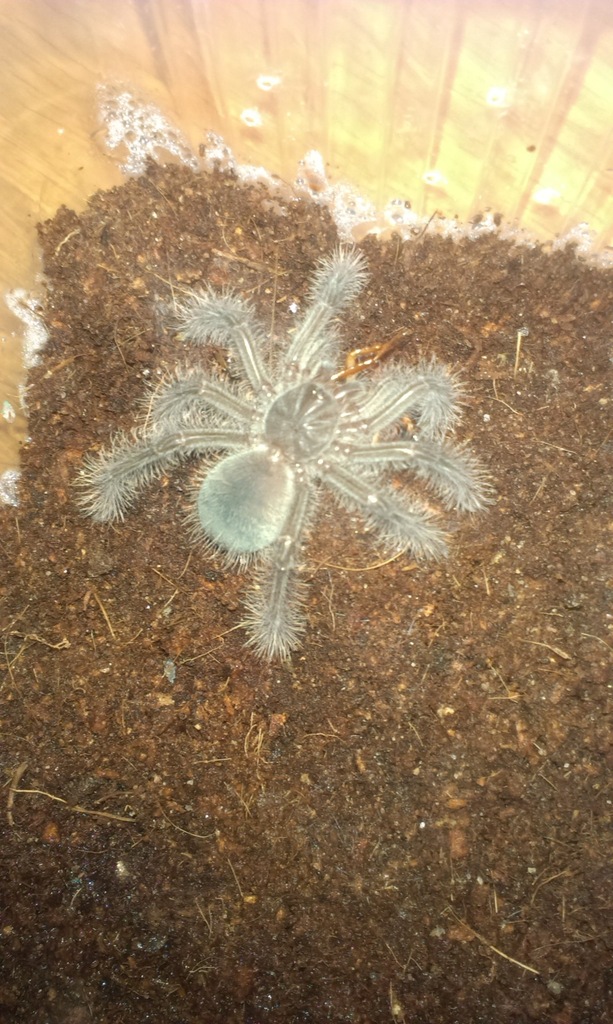 Theraphosa blondi