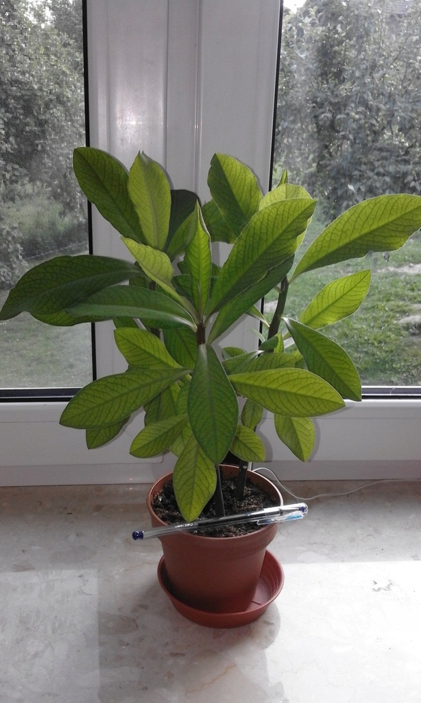 Synadenium grantii, drzewo mleczne, wilczomlecz.
