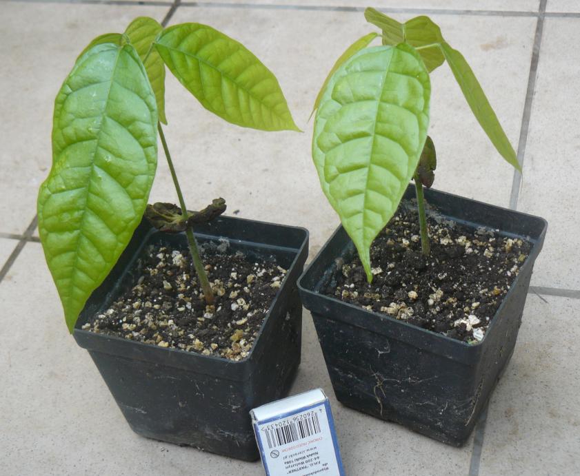Kakaowiec (Theobroma Cacao) 1 SADZONKA w doniczce!