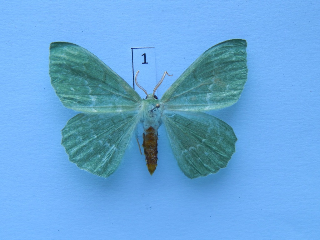 Miernik zieleniak (Geometra papilionaria)1
