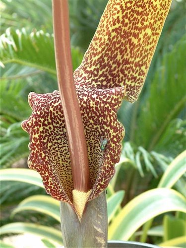 acm ARUM SAUROMATUM PAŁCZYCHA LILIA VOODOO CEBULKA