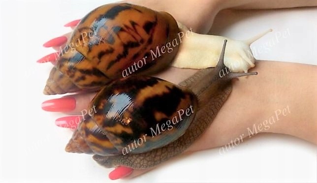 Ślimaki Achatina A. Tiger Standard