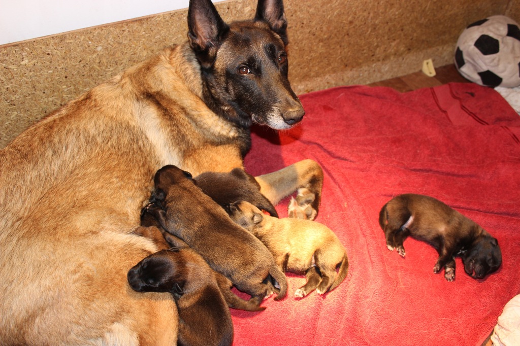 Owczarek Belgijski Malinois