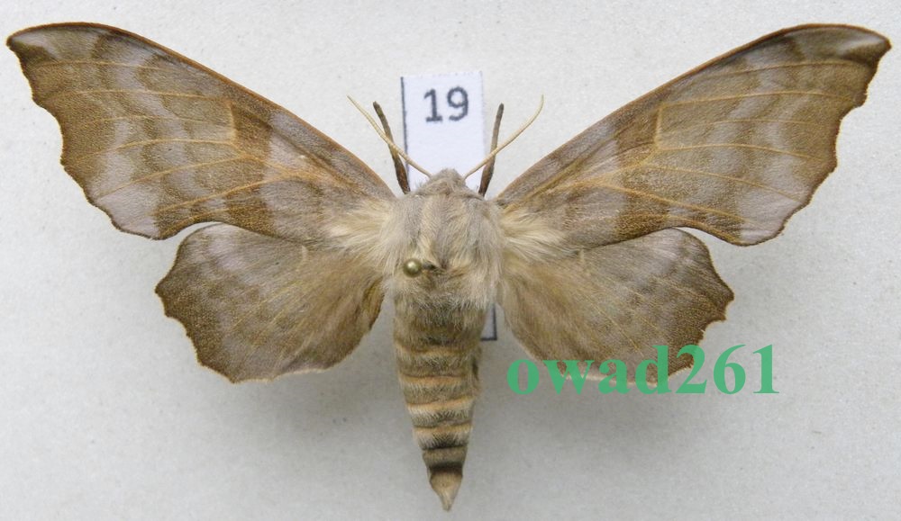 Laothoe amurensis Nastrosz osinowiec samica 66mm19