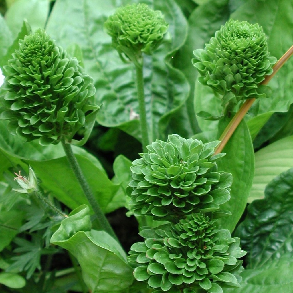 Babka 'Rosularis' Plantago major