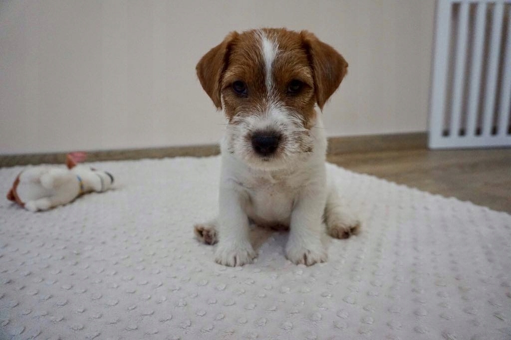 Jack Russell Terrier FCI - ZKwP