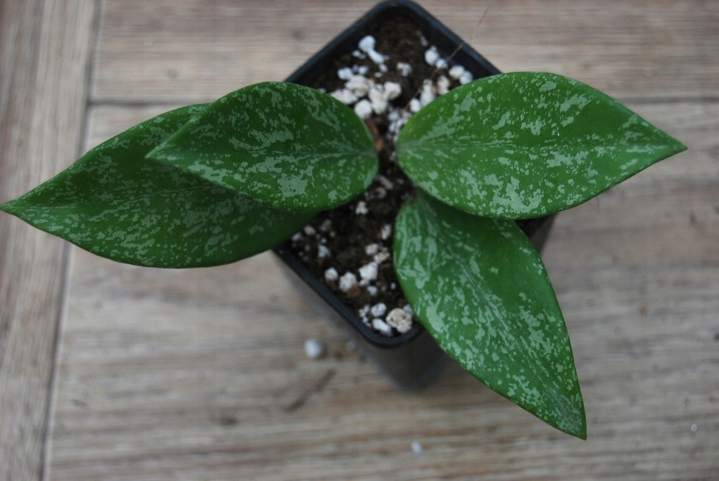Hoja hoya pubicalyx Reva /silver splash ukorz.