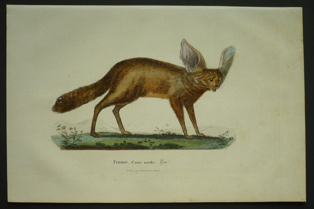 fenek piesek pustynny, oryg. 1805 + akwarela