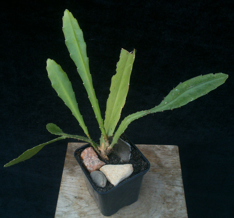 kaktus Epiphyllum Epifilum e2