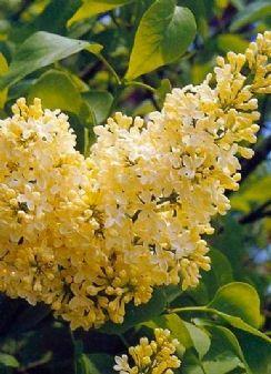 Syringa vulgaris 'Primrose' - ŻÓŁTY BEZ - Lilak