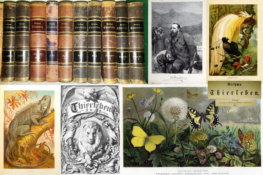 Brehm Brehms Tierleben Życie zwierząt 1883 komplet