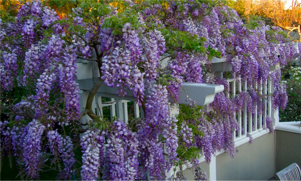 Wisteria 'Amethyst' - Glicynia chińska PEŁNA XXL !