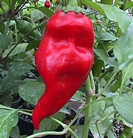 Nasiona chili papryka Monkey Face Red
