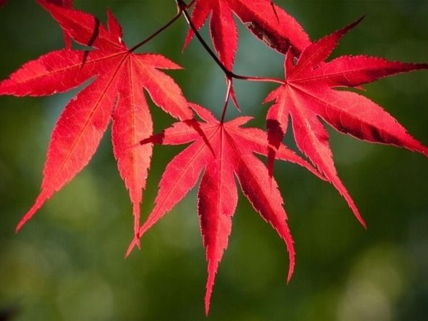 Klon palmowy ATROPURPUREUM Acer Czerwony C3 90cm