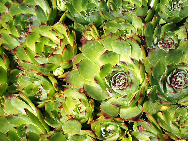 ROJNIK OLBRZYMI, byliny, skalniaki, sempervivum
