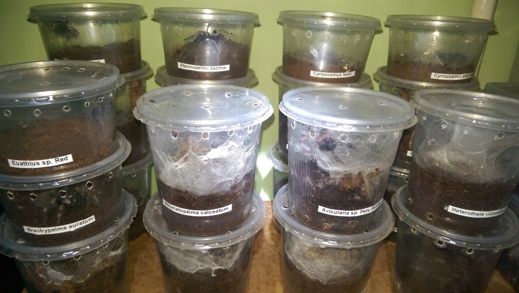 Lasiodora klugi samica 6DC