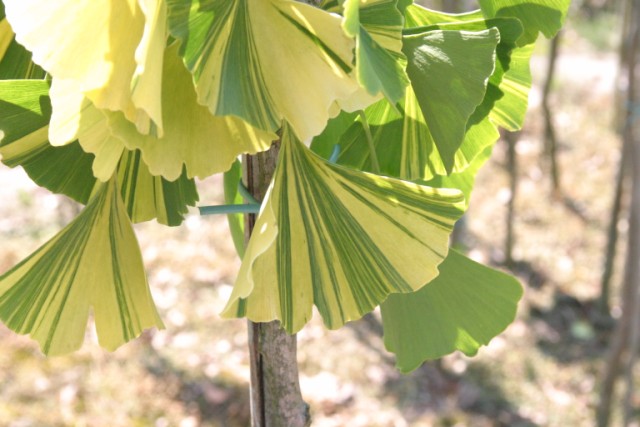 Now ginkgo biloba описание. Гинкго билоба Росвита. Ginkgo Biloba Yellow Dragon. Ginkgo Biloba 'Mutant Weeper'. Ginkgo Biloba Nana horizontalis.