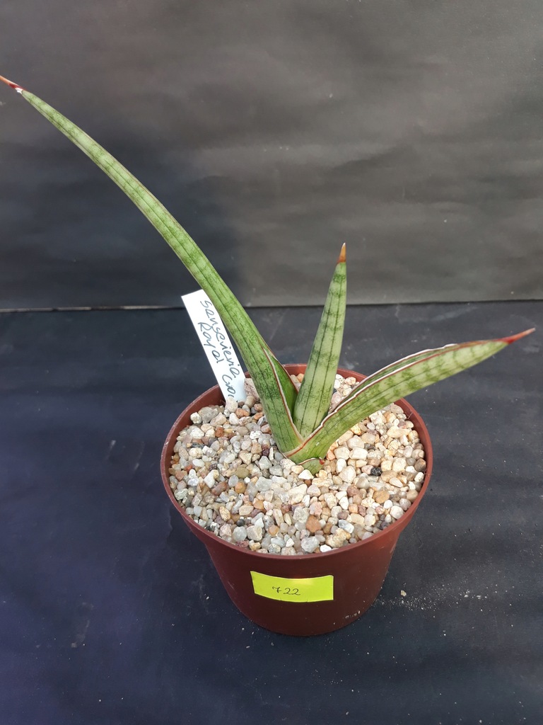 Kaktusy Sansevieria Royal Crown nr 722p