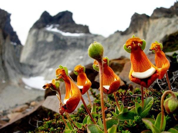10 x PANTOFELNIK DARWINA Calceolaria uniflora