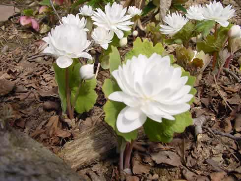 Sanguinaria canadensis krwiowiec kanadyjski pełny